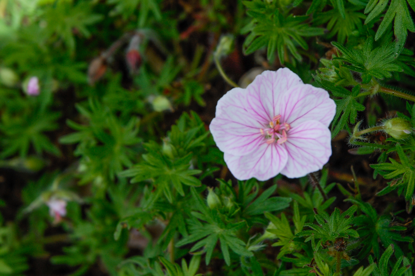 White Cranesbill